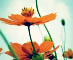 花